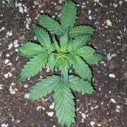 Stress Killer Automatic CBD