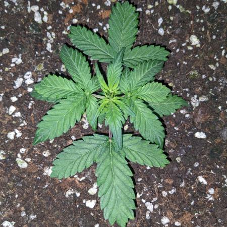 Stress Killer Automatic CBD