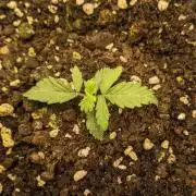 Stress Killer Automatic CBD