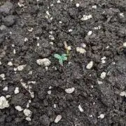 Stress Killer Automatic CBD