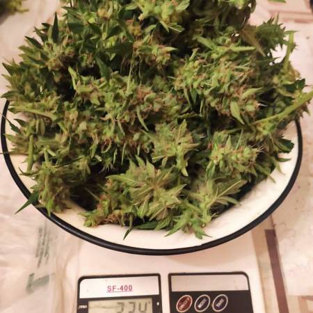 Kosher Cake Auto - FastBuds