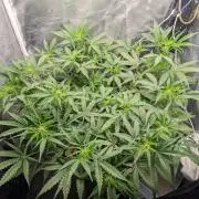 Stress Killer Automatic CBD