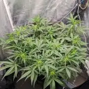 Stress Killer Automatic CBD