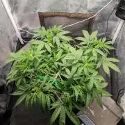 Stress Killer Automatic CBD