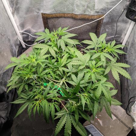 Stress Killer Automatic CBD