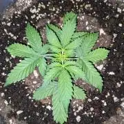 Stress Killer Automatic CBD