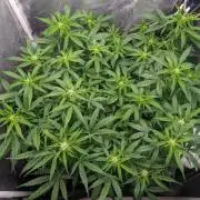Stress Killer Automatic CBD