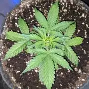 Stress Killer Automatic CBD