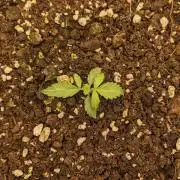 Stress Killer Automatic CBD