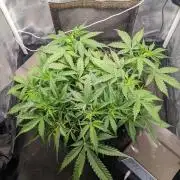 Stress Killer Automatic CBD