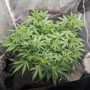 Stress Killer Automatic CBD