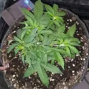 Stress Killer Automatic CBD