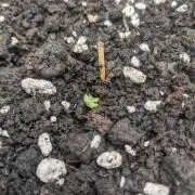 Stress Killer Automatic CBD