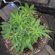 Stress Killer Automatic CBD