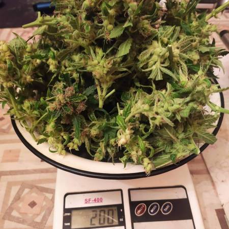 Mimosa Cake Auto - FastBuds