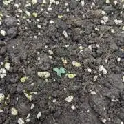 Stress Killer Automatic CBD
