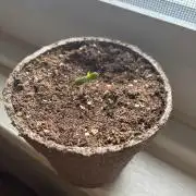 Blue Cheese Auto (Outdoors)