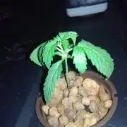 Blueberry Bookies