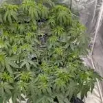 Fritter Fondue DWC