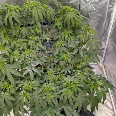 Fritter Fondue DWC