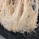 Fritter Fondue DWC