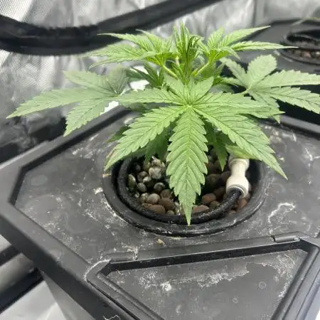 Candy Auto