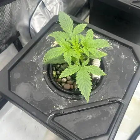 Candy Auto