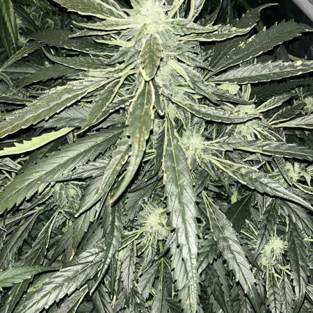 Auto Moon Rock