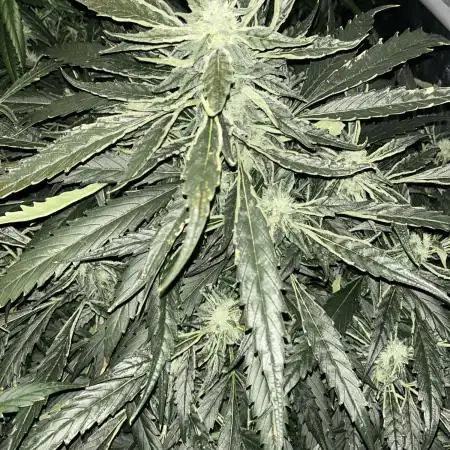 Auto Moon Rock