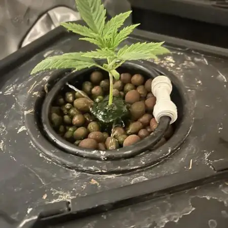 Candy Auto