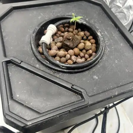 Auto Moon Rock