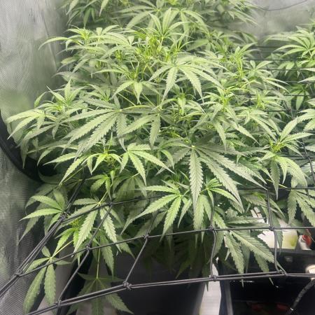 Candy Auto