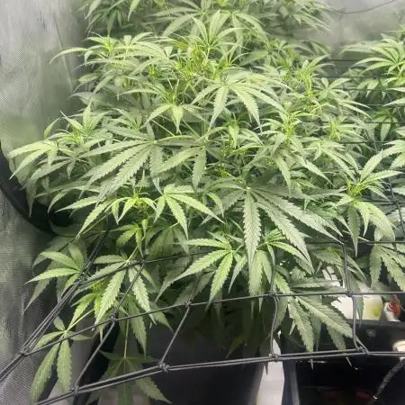 Candy Auto