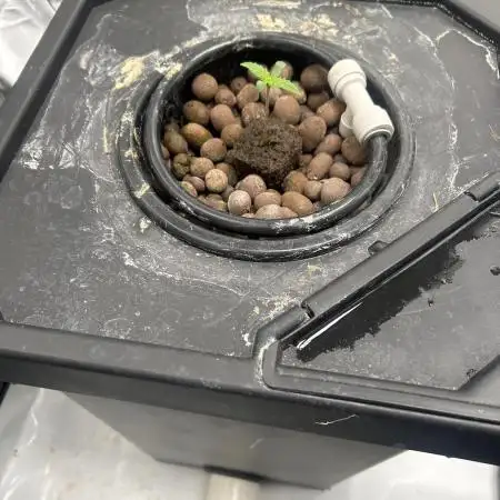 Candy Auto