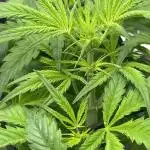 Auto Moon Rock