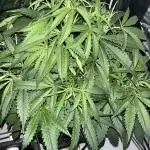 Auto Moon Rock