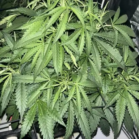 Auto Moon Rock