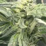 Auto Moon Rock