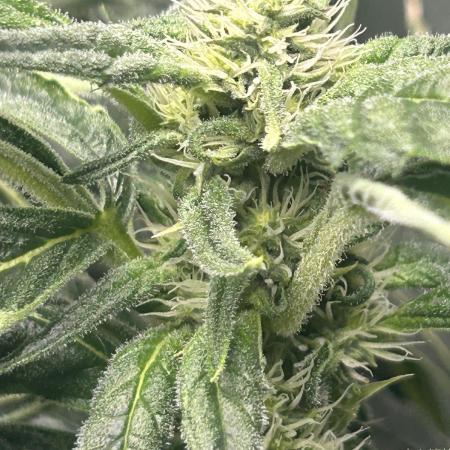 Auto Moon Rock