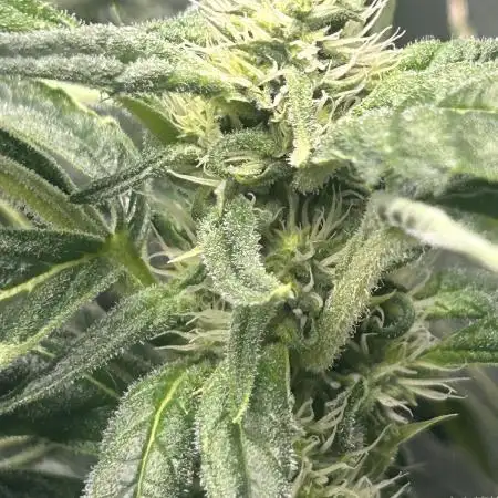 Auto Moon Rock
