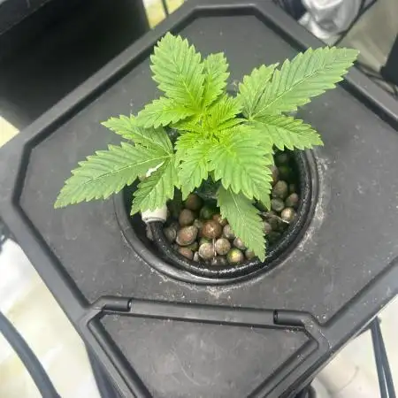Auto Moon Rock