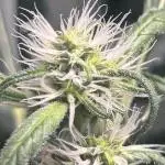 Candy Auto