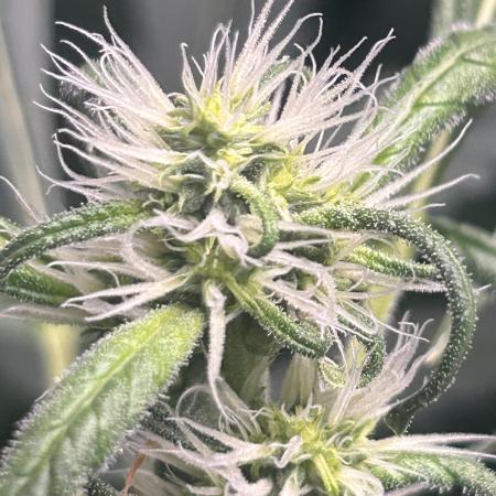 Candy Auto