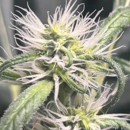 Candy Auto