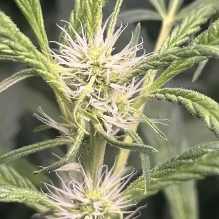 Candy Auto