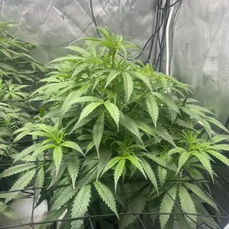 Auto Moon Rock