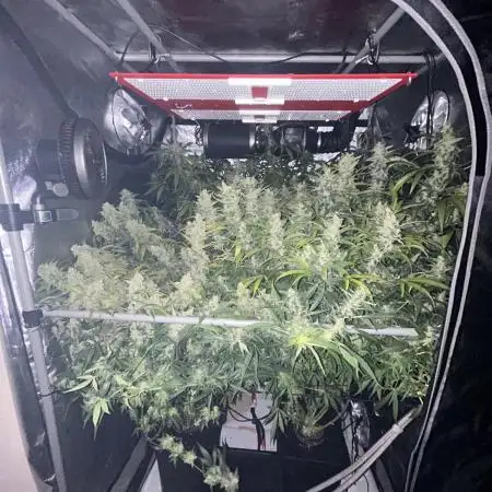 Sticky Beast Auto