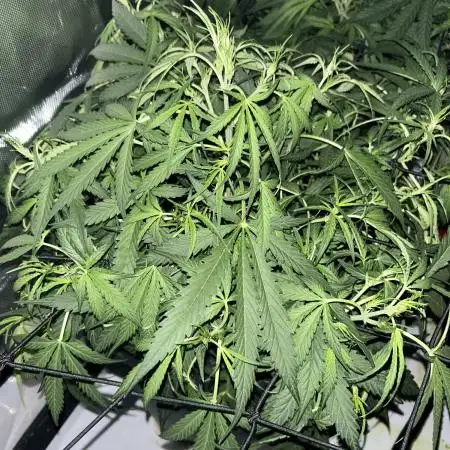 Candy Auto