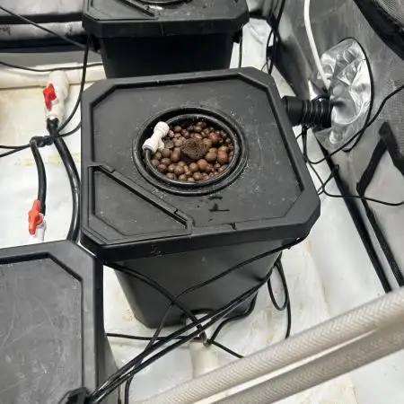 Auto Moon Rock