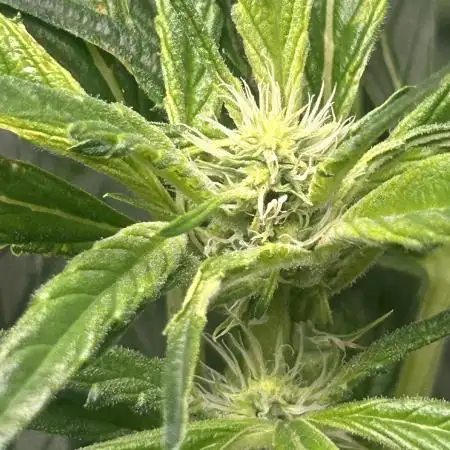 Auto Moon Rock